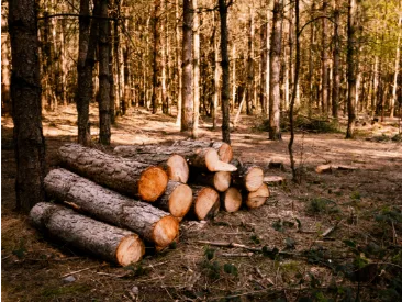 Tas e bois en forêt